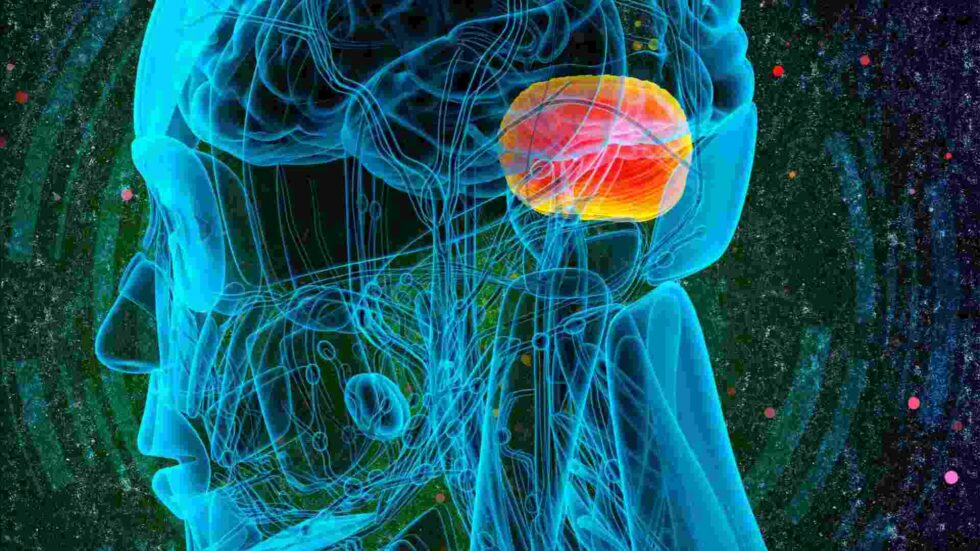 The Amygdala | Processing Fear And Emotions