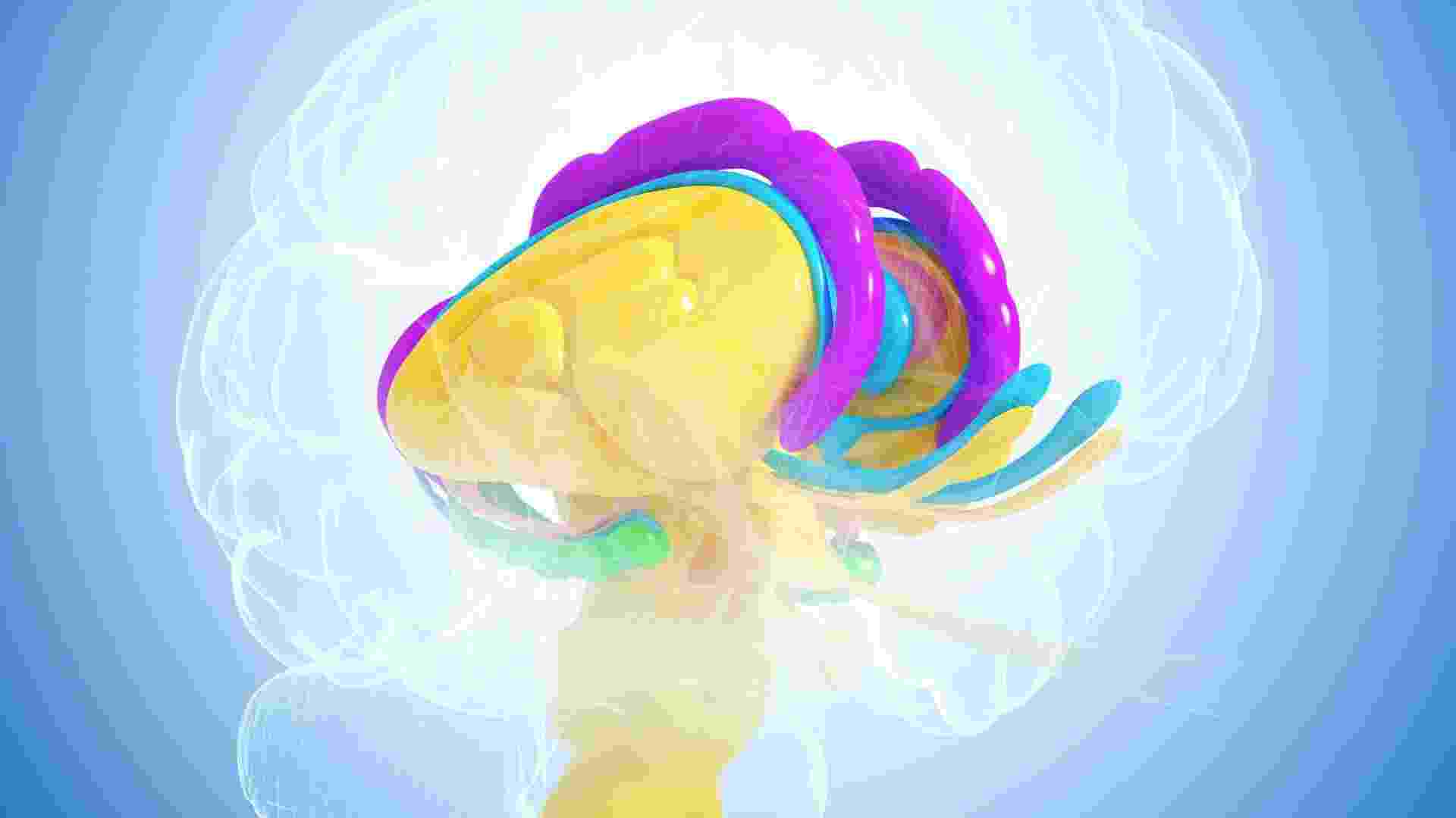 The Hippocampus