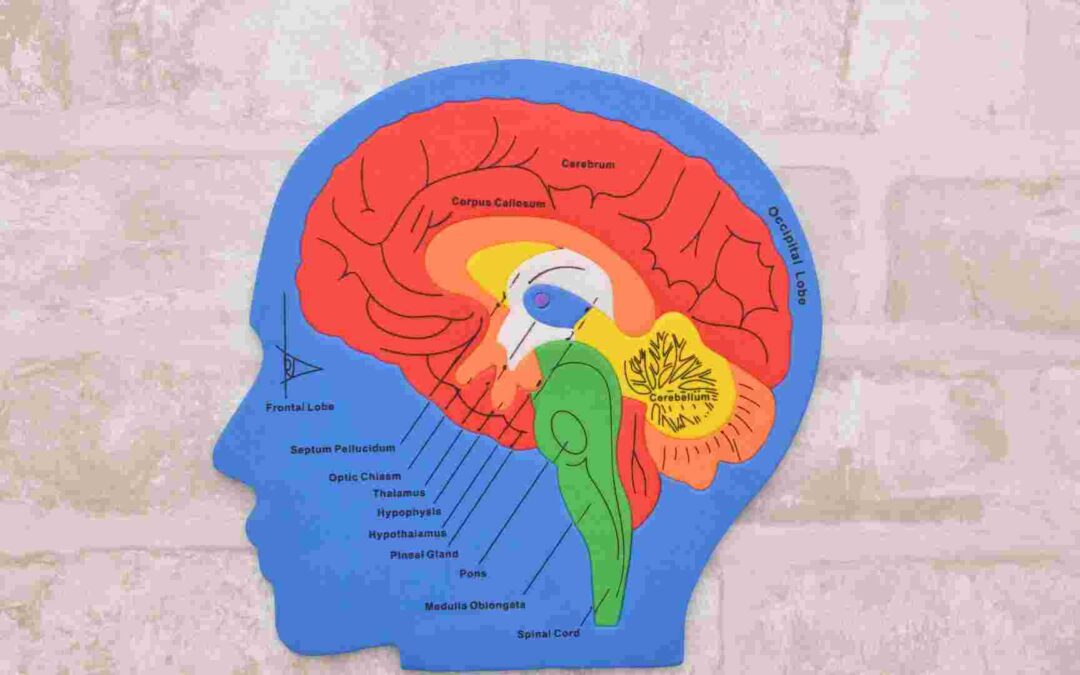 The Hypothalamus: Body And Emotion Regulation