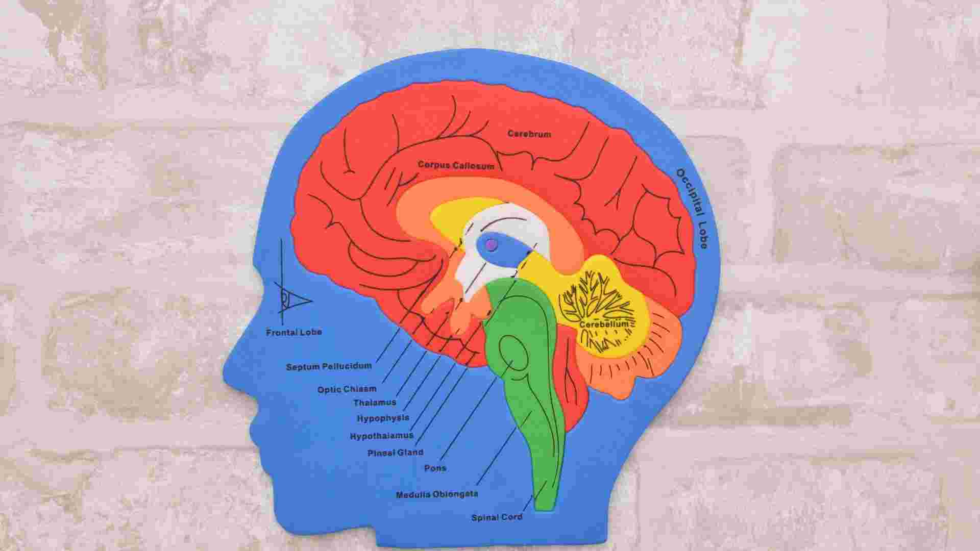 The Hypothalamus The Hypothalamus