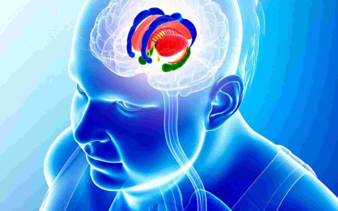 The Limbic System: An Overview Of Emotion And Healing