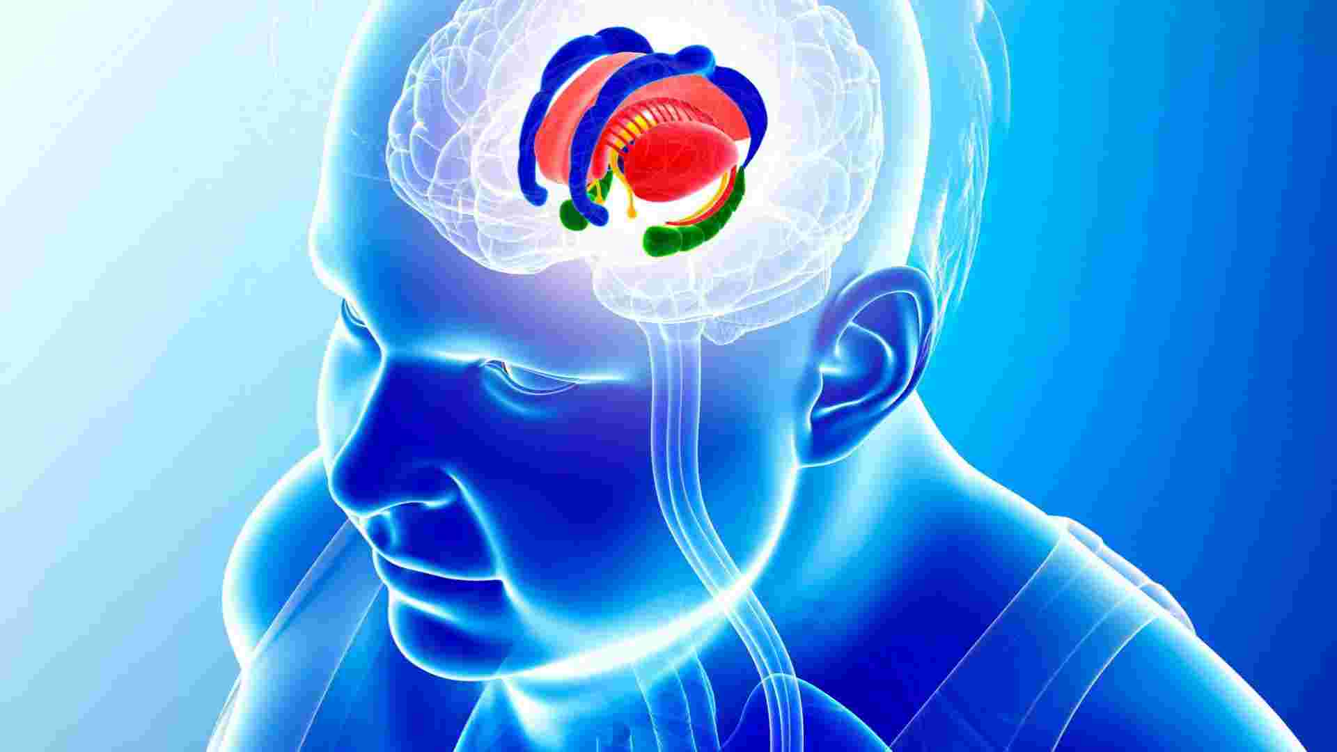 The Limbic System